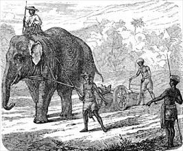 Agriculture, tillage in India, ploughing with an elephant, 1880, Historic, digital reproduction of