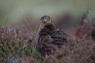 Red Grouse (Lagopus lagopus scotica) in the Highlands, Scotland, Great Britain