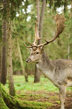 European fallow deer (Dama dama) stag standing in a forest, Bavaria, Germany, Europe