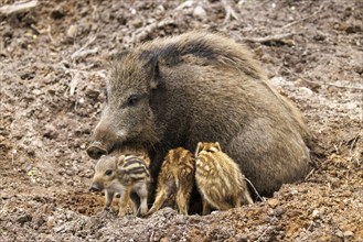 Young wild boars (Sus scrofa) being suckled by the female, Germany, Europe