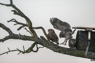 Little owls (Athene noctua), Emsland, Lower Saxony, Germany, Europe