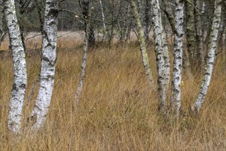 Birches (Betula pendula) in the moor, Emsland, Lower Saxony, Germany, Europe