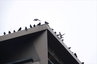 City pigeons, Dresden, Saxony, Germany, Europe