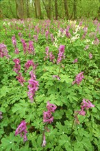 Flowering Hollow larkspur (Corydalis cava), on the forest floor, trees in the background, Bullau,