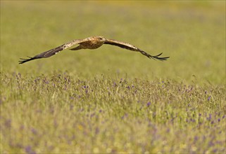 Young Spanish imperial eagle (Aquila adalberti), in flight, early morning, central Spanish steppe,