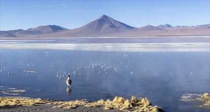 Llama (Lama glama), standing in the warm waters of Laguna Colorada, Reserva Nacional de Fauna