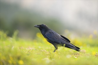 Common raven (Corvus corax) on a flowering meadow in autumn, Pyrenees, Catalonia, Spain, Europe