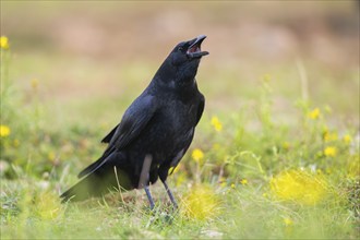 Common raven (Corvus corax) on a flowering meadow in autumn, Pyrenees, Catalonia, Spain, Europe