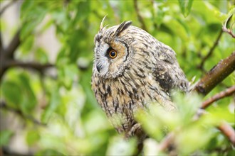 Long-eared owl (Asio otus), or lesser horned owl, sitting on a branch, captive, Pyrenees,