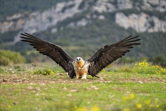 Bearded Vulture (Gypaetus barbatus) adult bird in flight with mountains in the backround, Pyrenees,