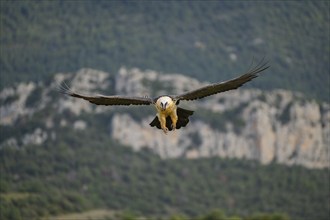 Bearded Vulture (Gypaetus barbatus) adult bird in flight with mountains in the backround, Pyrenees,