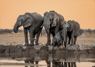 African elephant (Loxodonta africana), group with young, drinking at waterhole, reflection, at