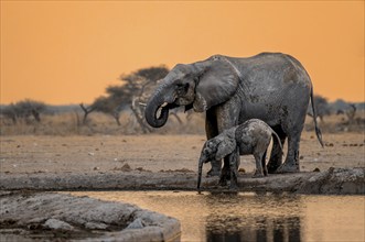 African elephant (Loxodonta africana), mother with young, drinking at a waterhole, at sunset, Nxai