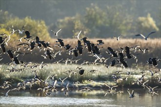 Northern Lapwing, Vanellus vanellus and Black-tailed Godwit, Limosa limosa, birds in flight over