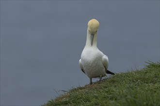 Northern gannet (Morus bassanus) adult bird preening on a cliff top, RSPB Bempton cliffs nature