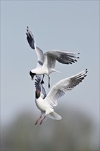 Black-headed gulls (Larus ridibundus), fighting and quarrelling in flight, Texel, West Frisian