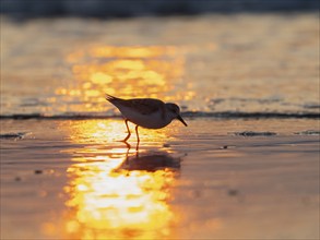 Sanderling (Calidris alba), appearing as silhouette, foraging for food at low tide at the edge of