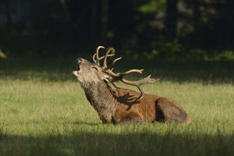 Red deer (Cervus elaphus) male lying in a meadow at the edge of the woods roaring, Germany, Europe