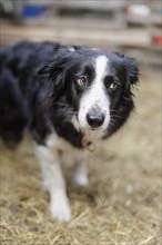 Bordercolli, herding dog in a sheepfold on the North Sea island of Borkum, 18/05/2024