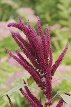 Weeping amaranth (Amaranthus hypochondriacus) flowering, ornamental plant, North Rhine-Westphalia,