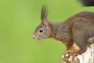 Eurasian red squirrel (Sciurus vulgaris) adult, dark morph, head portrait, mammal, wildlife,