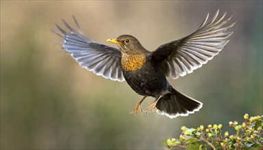 Animal, bird, blackbird, Turdus merula, female, in flight, AI generated, AI generated