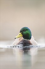 Wild duck (Anas platyrhynchos) male swimming on a lake, Bavaria, Germany, Europe