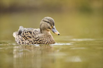 Wild duck (Anas platyrhynchos) female swimming on a lake, Bavaria, Germany, Europe