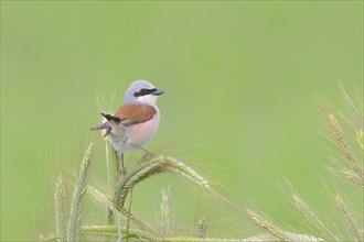 Red-backed shrike (Lanius collurio), male sitting in a grain field, barley (Hordeum vulgare),