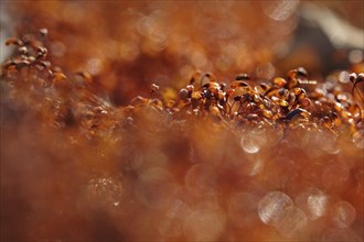 Spore capsules of moss, summer morning in the forest, Germany, Europe