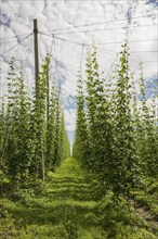 Village and hop gardens, hop growing, hop plantation, Neukirch, near Tettnang, behind the Swiss