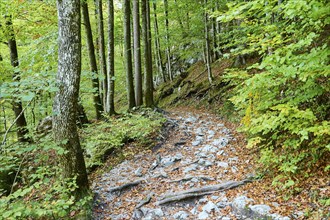 Hiking trail on the shore of Lake Königssee, Berchtesgaden National Park, Berchtesgadener Land,