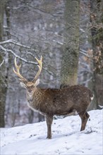 Sika deer (Cervus nippon), in the snow, Vulkaneifel, Rhineland-Palatinate, Germany, Europe