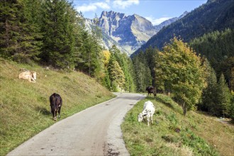 Oytalstraße, cows, behind mountain Schneck, autumn atmosphere, Oberstdorf, Oberallgäu, Allgäu,