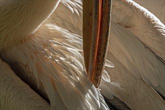 Pelican (Pelecanidae, Pelecanus), preening itself, close-up, captive, Germany, Europe