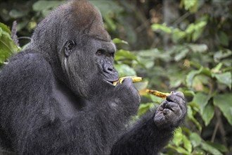 Western lowland gorilla (Gorilla gorilla gorilla) eating a banana, Réserve Lésio-Louna nature