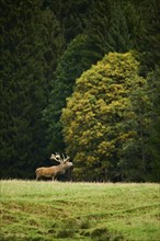 A lone deer standing on a grassy plain with a dense forest in the background, roaring while rutting