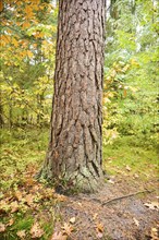 Scots pine (Pinus sylvestris) tree trunk in a colored forest in autumn, Bavaria, Germany, Europe