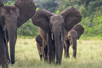 African forest elephants (Loxodonta cyclotis) in a clearing in Loango National Park, Parc National