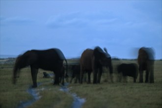 African forest elephants (Loxodonta cyclotis), blue hour, blue hour, Loango National Park, Parc