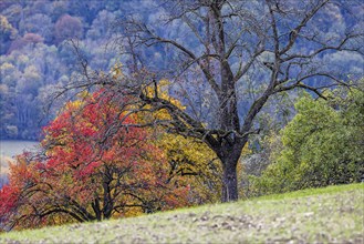 Autumn in the Swabian Alb, fruit trees in a meadow orchard with colourful leaves. Landscape near