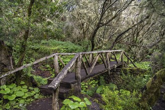 Bridge on the hiking trail in the laurel forest near La Llanía on El Hierro, Canary Islands, Spain,