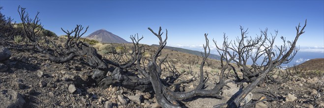 Panorama from the east over the Teide National Park, Parque Nacional del Teide, with burnt Canary