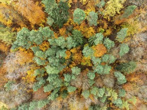 Aerial view, Top down view of a colourful autumn forest, Mixed forest, in autumn, Full size,