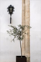 Small olive tree in front of a white house facade, decoration, Martina Franca, Apulia, Italy,