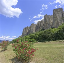 Blooming rhododendron and behind it conglomerate rock Les Pénitents, Les Mées,