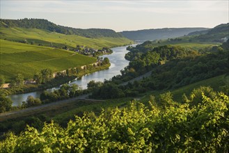 River and vineyards, border to Lichtenstein, Wincheringen, near Trier, Rhineland-Palatinate,