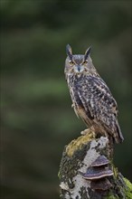 Eurasian Eagle-owl (Bubo bubo) Bavaria, Germany, Europe