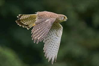 Kestrel in flight (Falco tinnunculus) Lower Saxony, Germany, Europe