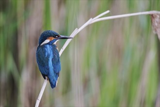 Kingfisher in reeds (Alcedo atthis) Lower Saxony, Germany, Europe